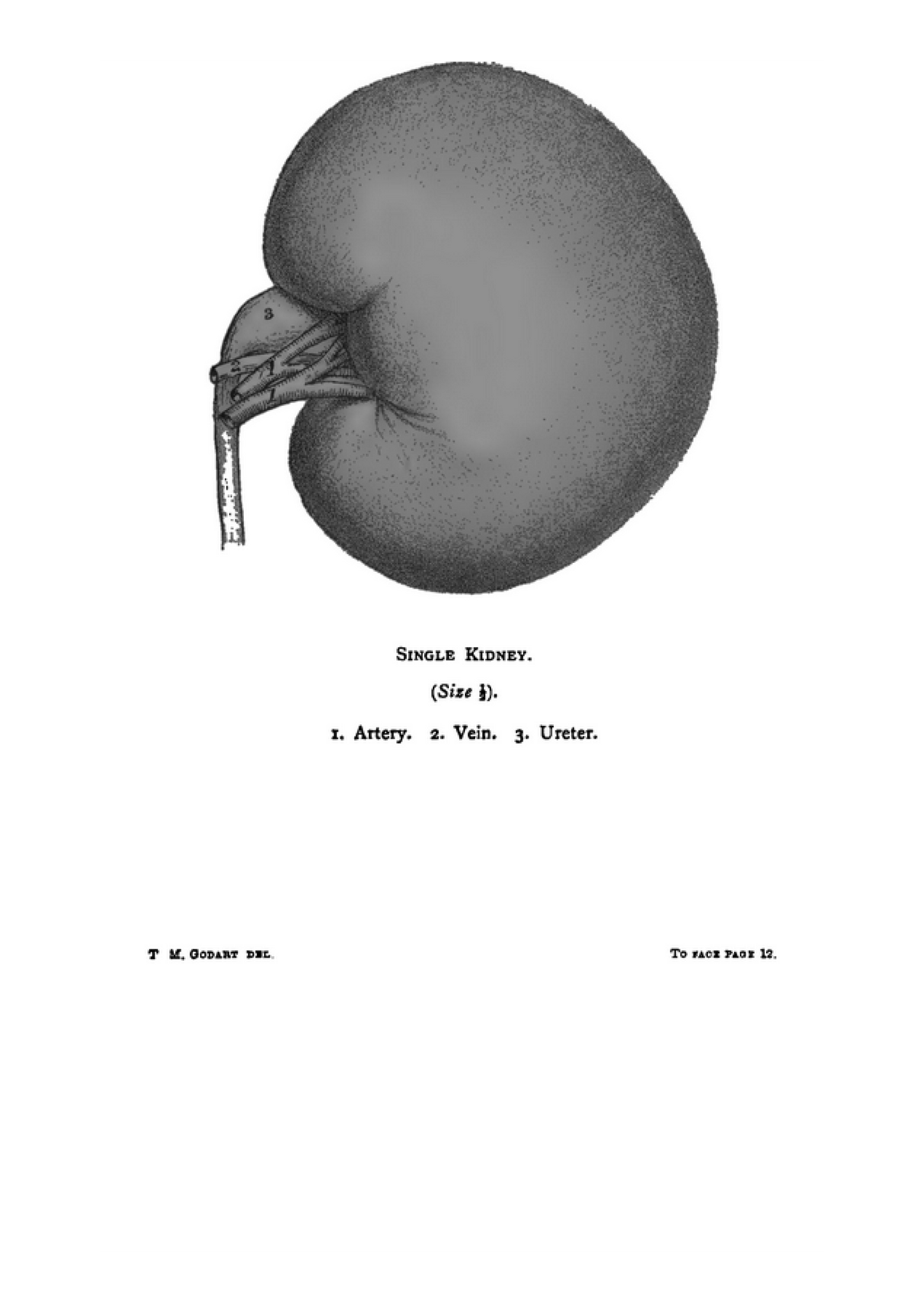The Diagnosis and Treatment of Diseases of the Kidney