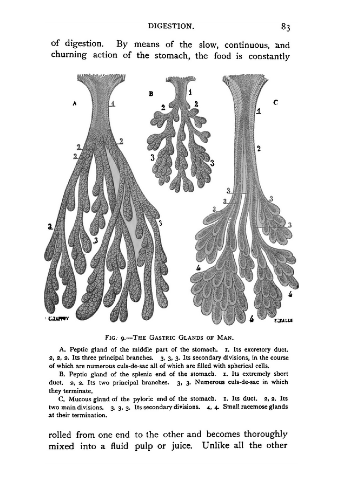 Diet in Sickness and in Health