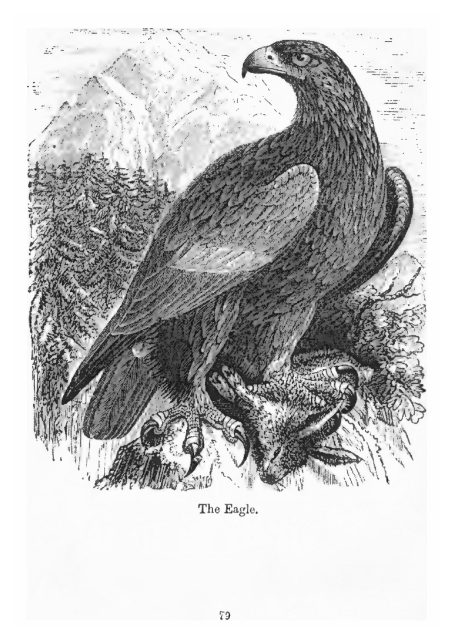 Bible Animals and the Lessons Taught by them for Children