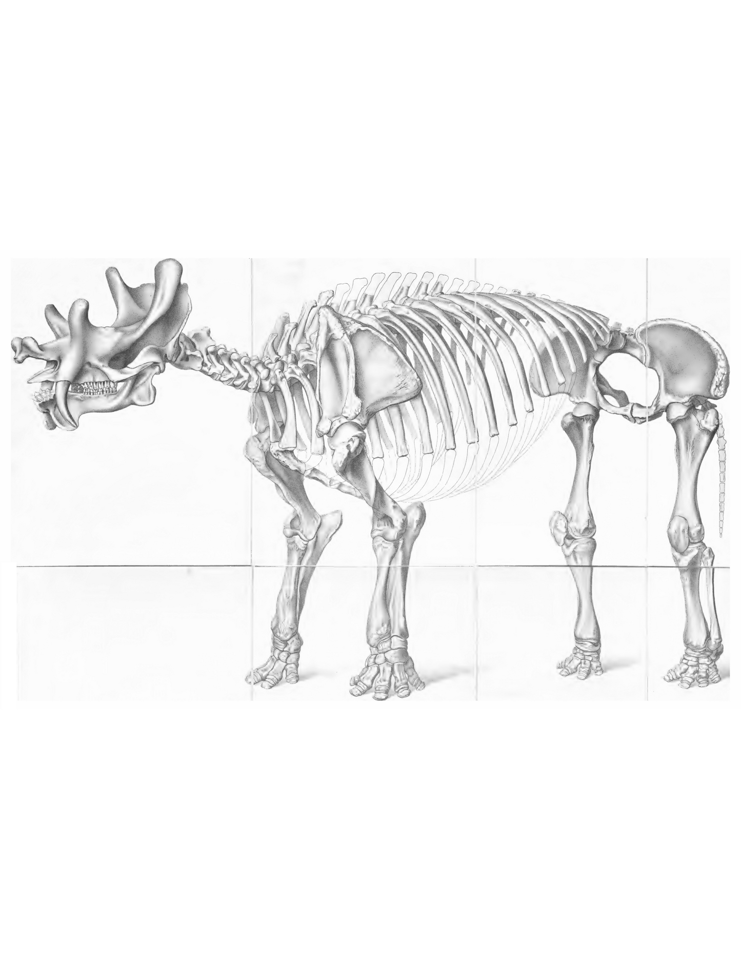 Dinocerata - A Monograph of an Extinct Order of Gigantic Mammals