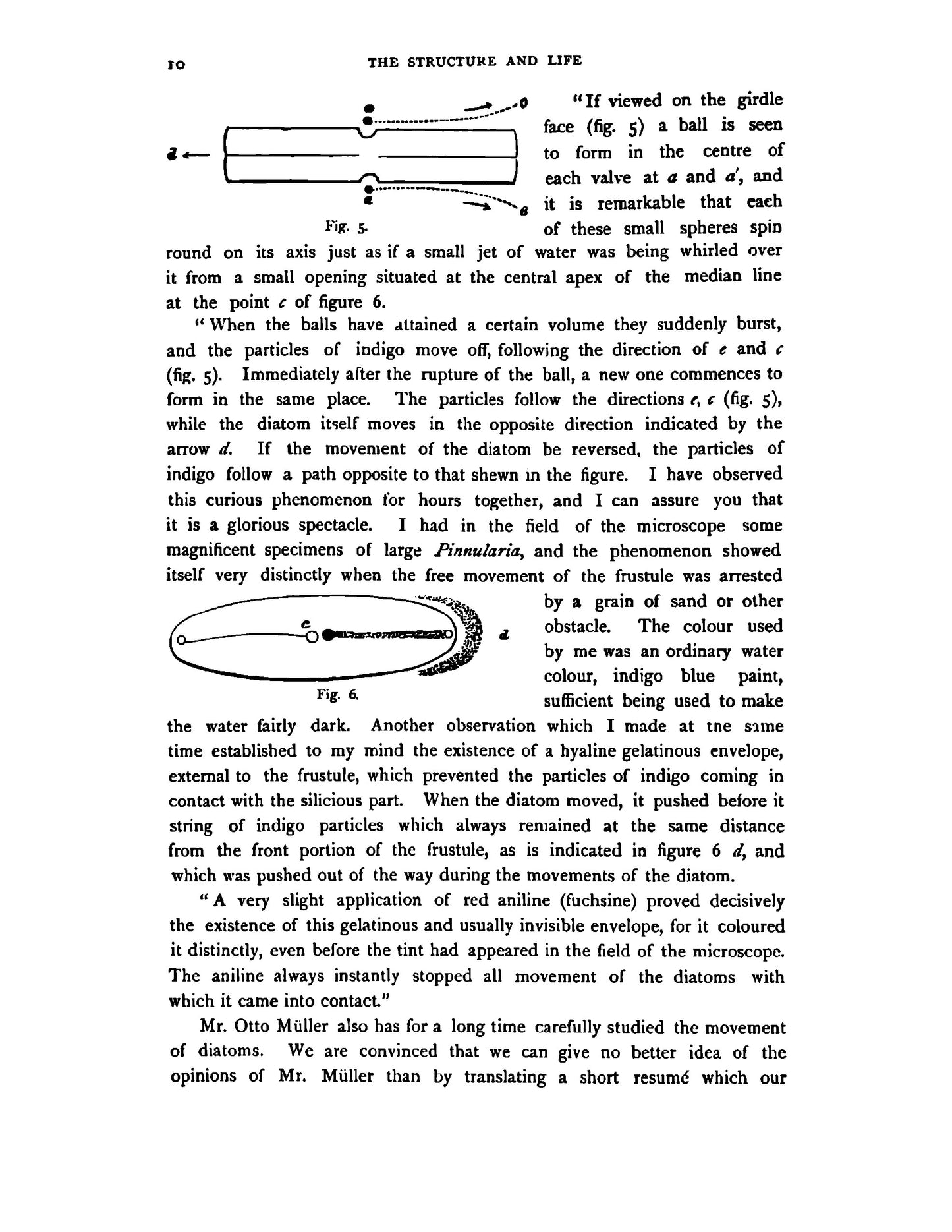 A Treatise on the Diatomaceae - Page 34