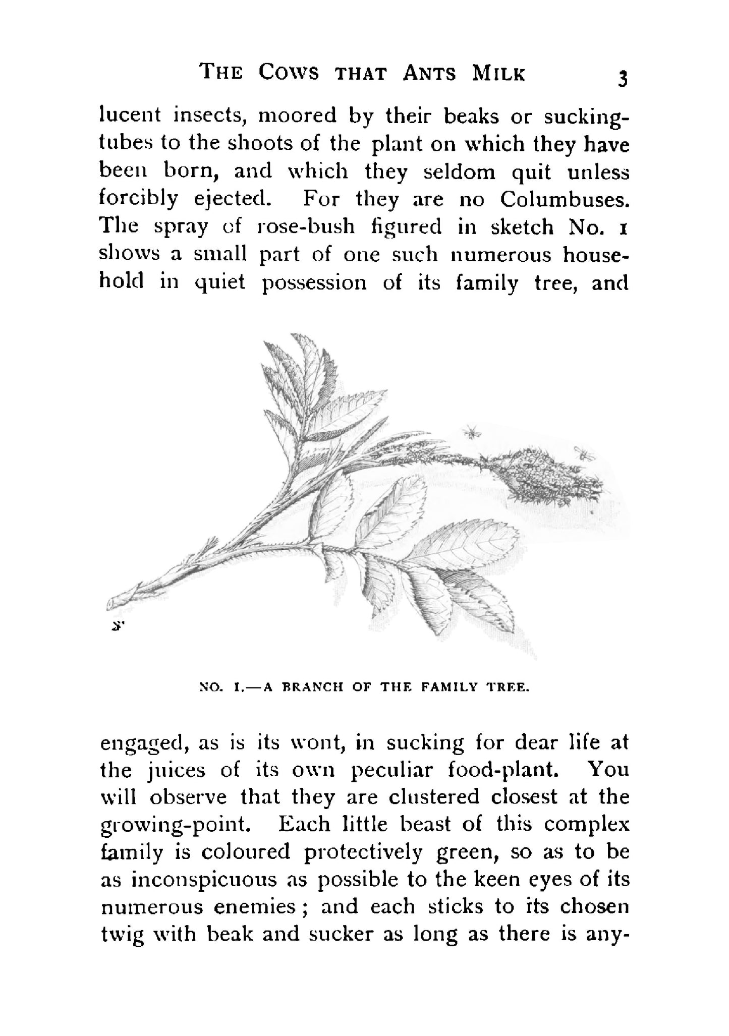 Flashlights on Nature - Page 13