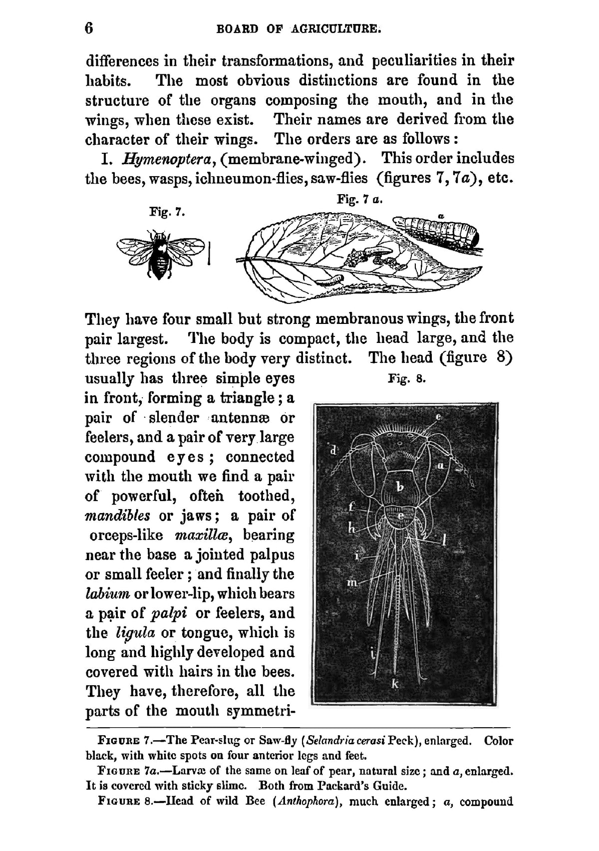The external and internal parasites of domestic animals - Page 12