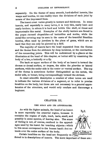 Outlines of entomology - Page 14