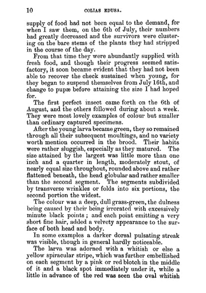 The Larvae of the British Butterflies and Moths - Page 28