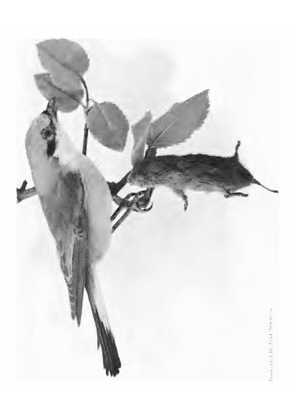 The Natural History of Selborne - Page 83