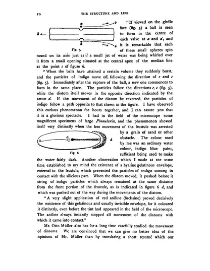 A Treatise on the Diatomaceae - Page 34