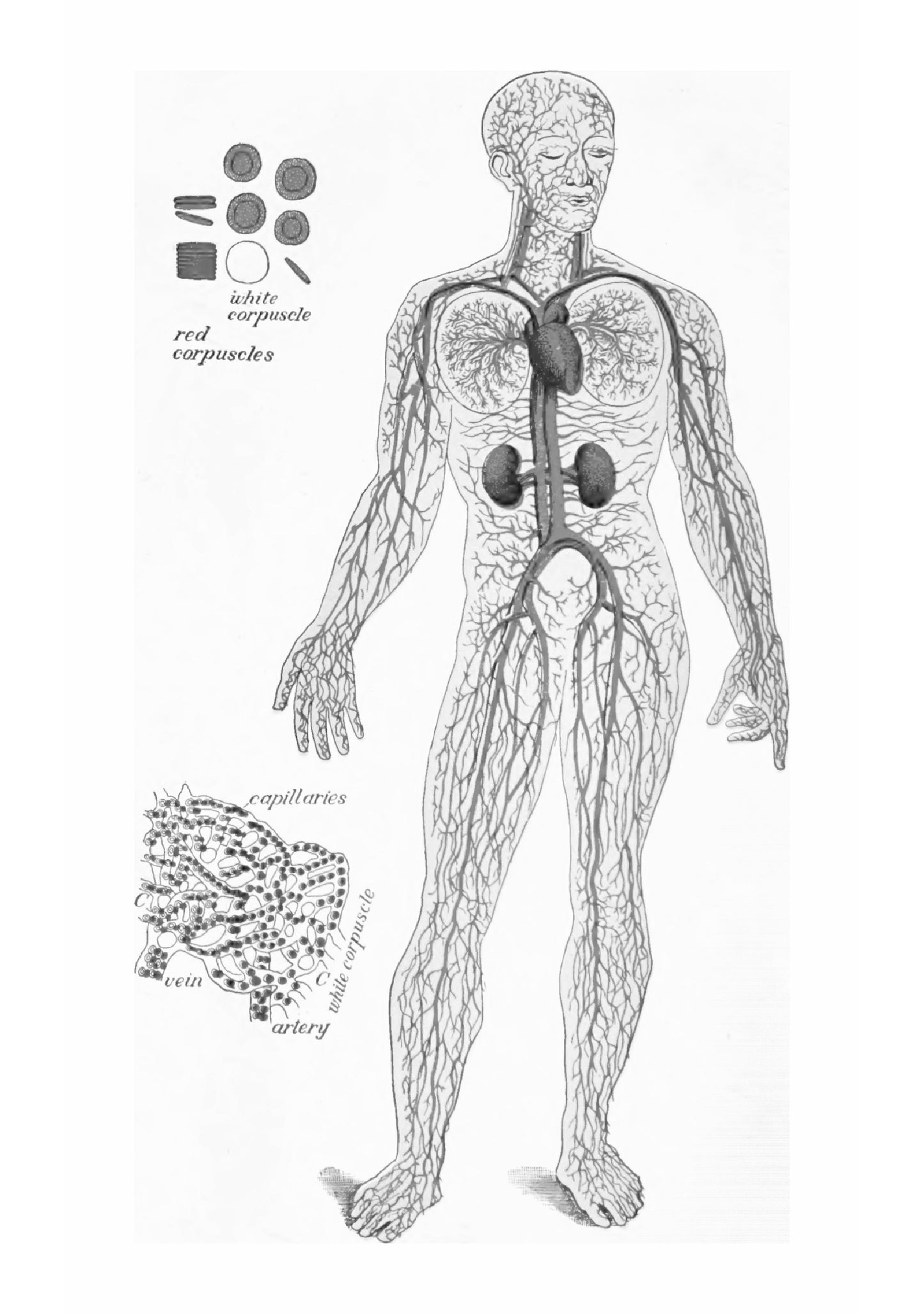 Second Book in Physiology and Hygiene - Page 6