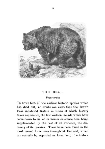 British Animals - Page 23
