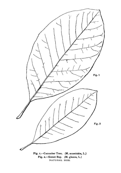 The Trees of Northeastern America - Page 23