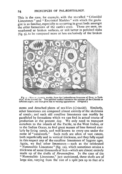 The Ancient Life-History of the Earth - Page 46