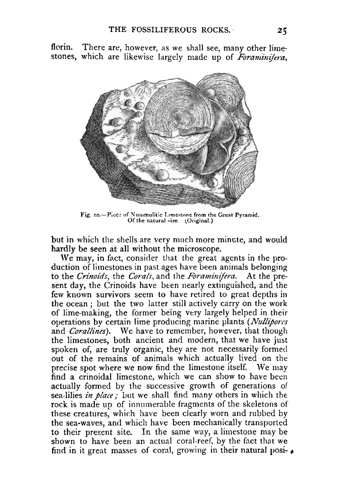 The Ancient Life-History of the Earth - Page 47