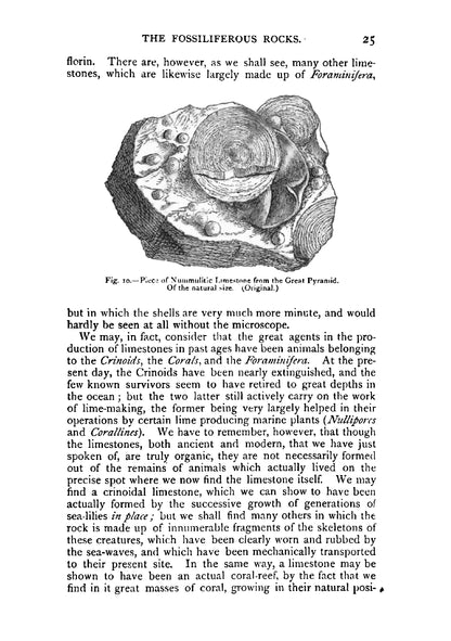 The Ancient Life-History of the Earth - Page 47