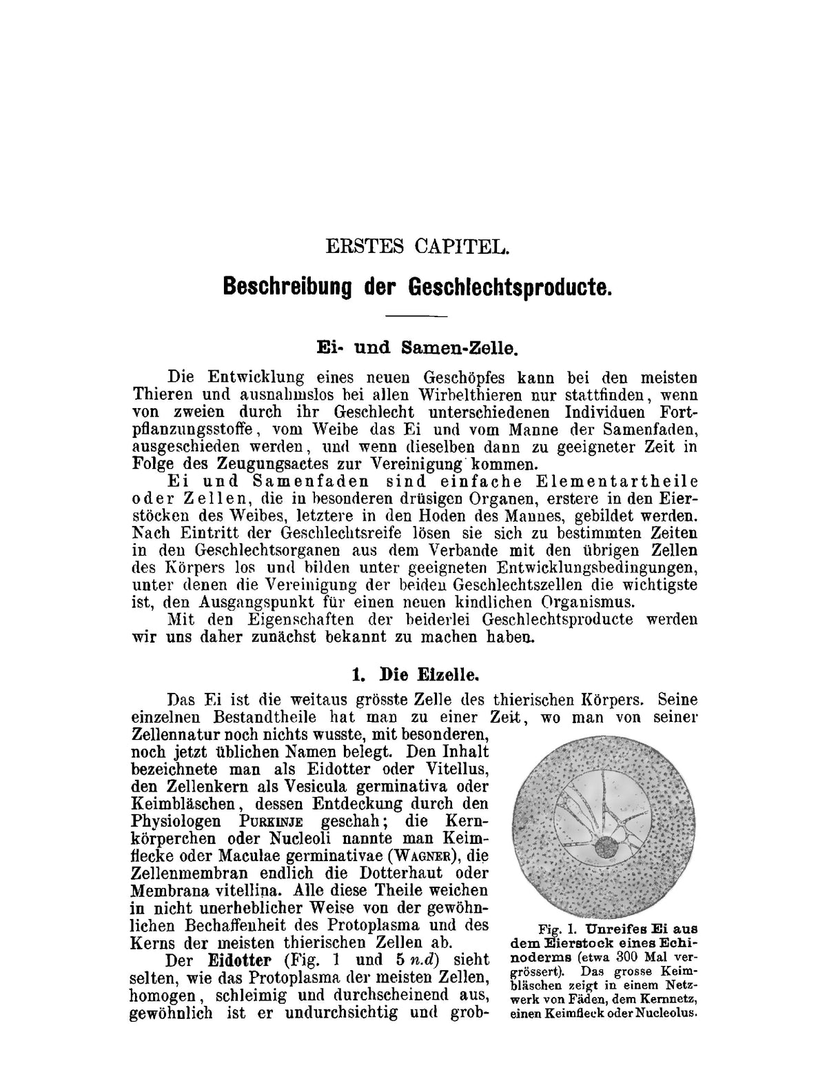 Lehrbuch der Entwicklungsgeschichte des Menschen und der Wirbelthiere - Page 27