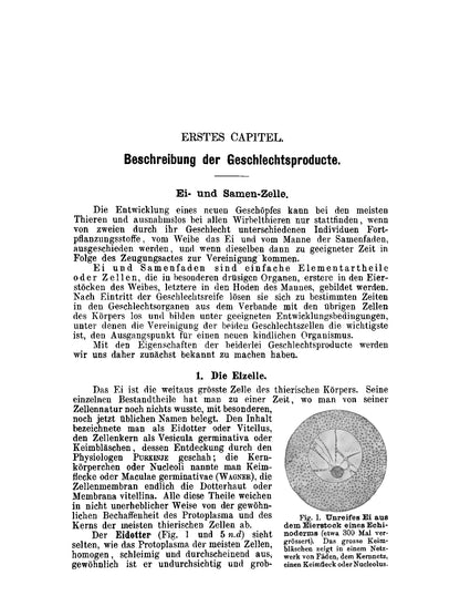 Lehrbuch der Entwicklungsgeschichte des Menschen und der Wirbelthiere - Page 27