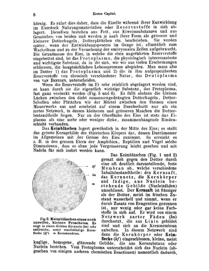 Lehrbuch der Entwicklungsgeschichte des Menschen und der Wirbelthiere - Page 28