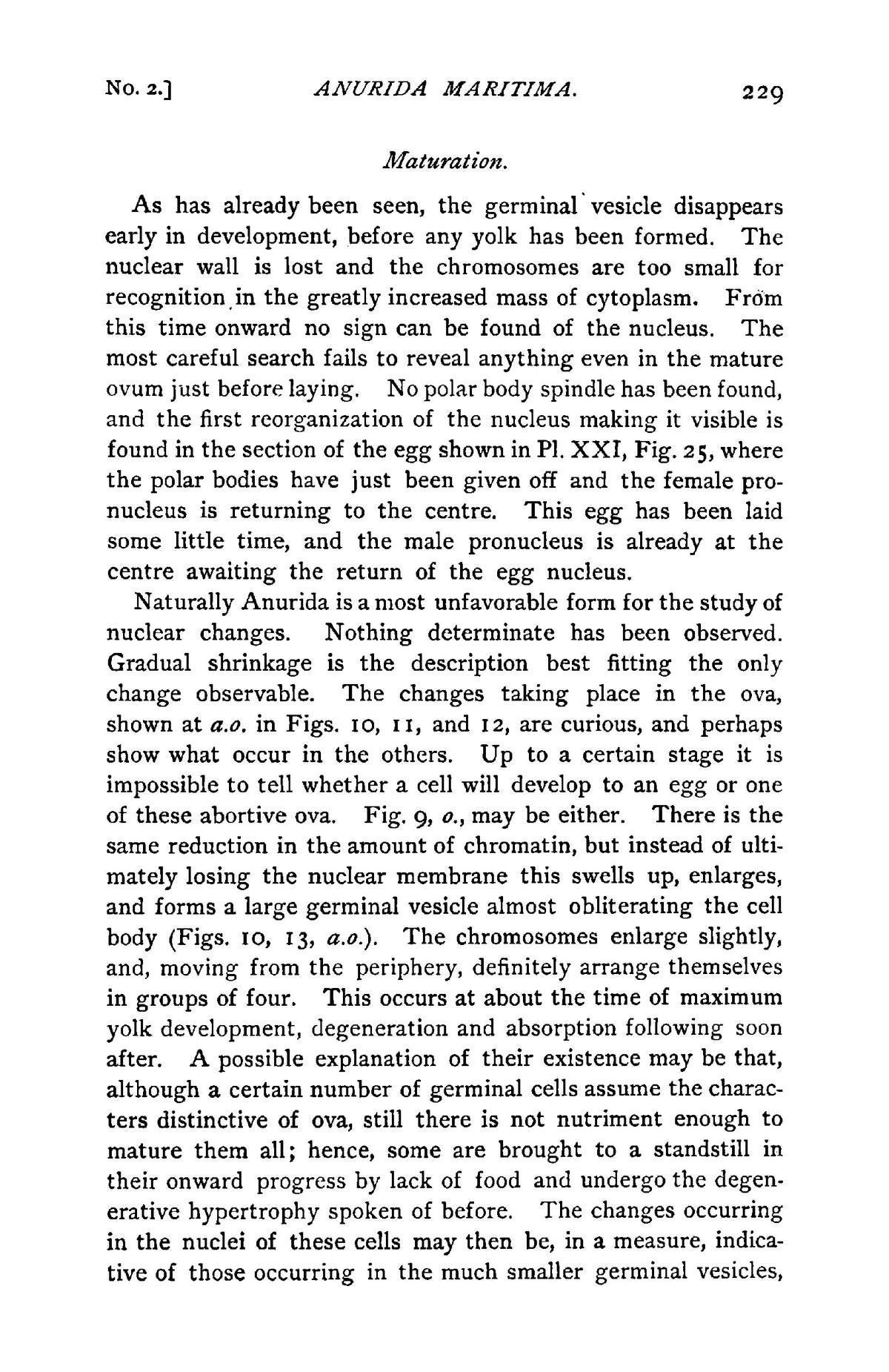The Embryology and Oögenesis of Anurida Maritima - Page 17