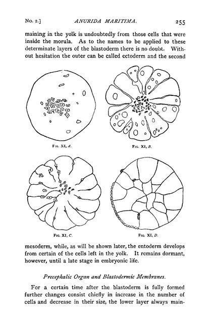 The Embryology and Oögenesis of Anurida Maritima - Page 43