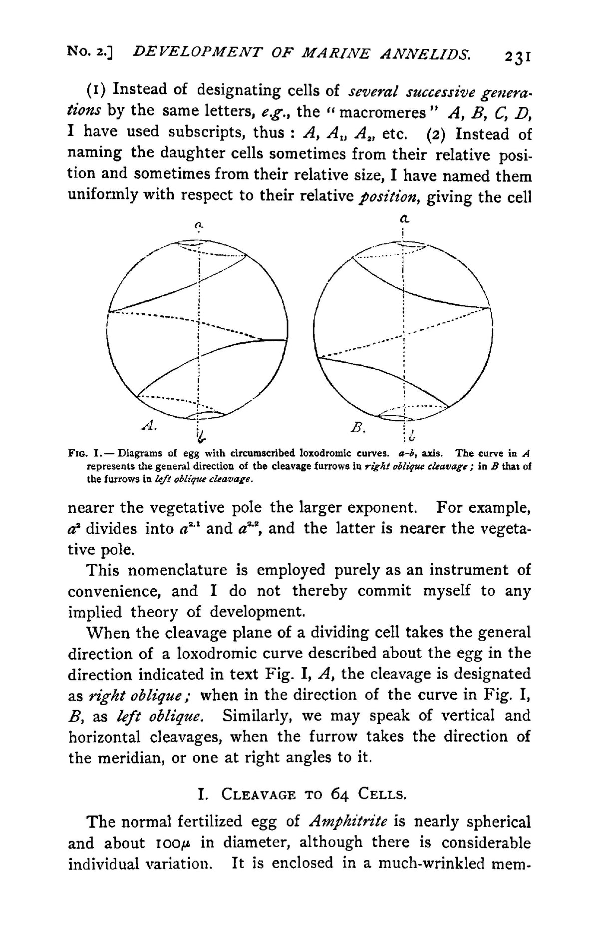 The Early Development of Marine Annelids - Page 11