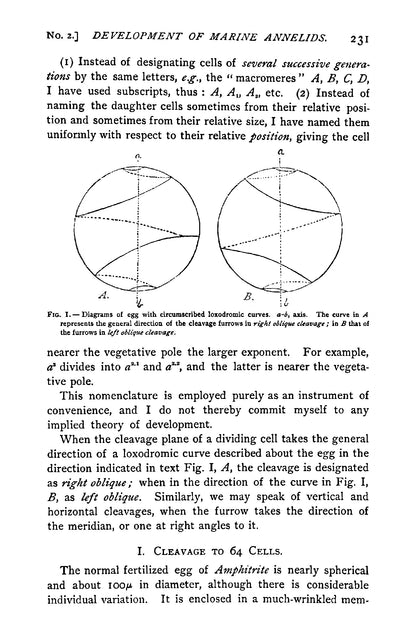 The Early Development of Marine Annelids - Page 11