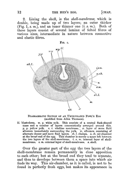 The Elements of Embryology - Page 34