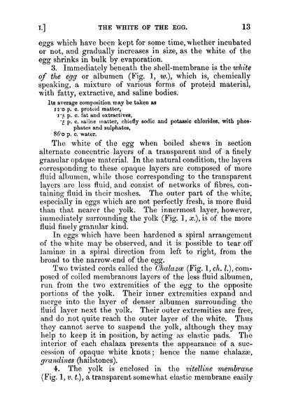 The Elements of Embryology - Page 35