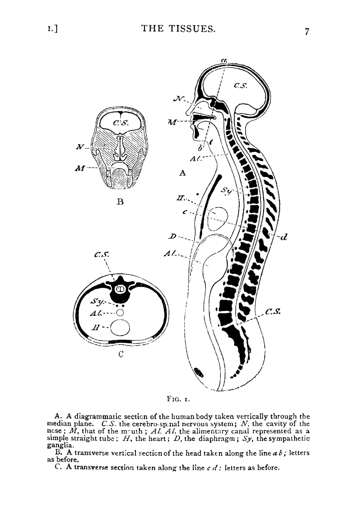 Lessons in elementary Physiology - Page 29