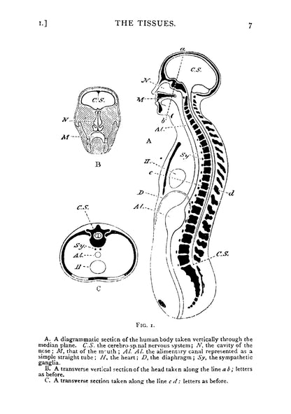 Lessons in elementary Physiology - Page 29