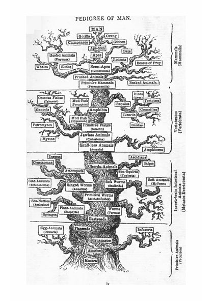 Evolution and Religion - Page 6